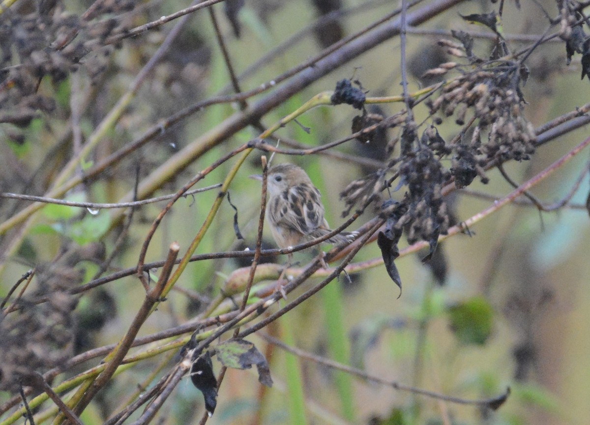 Zitting Cisticola - ML110852461