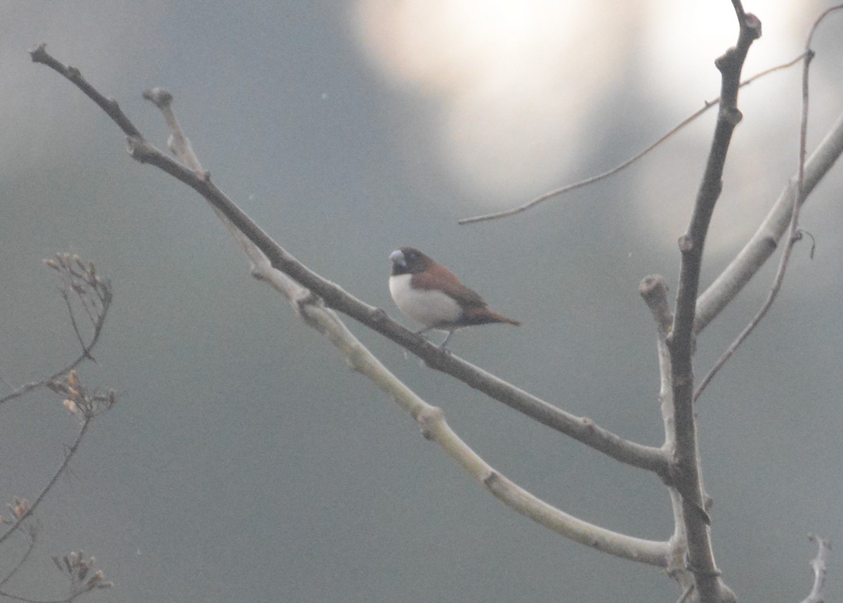 Five-colored Munia - ML110852521