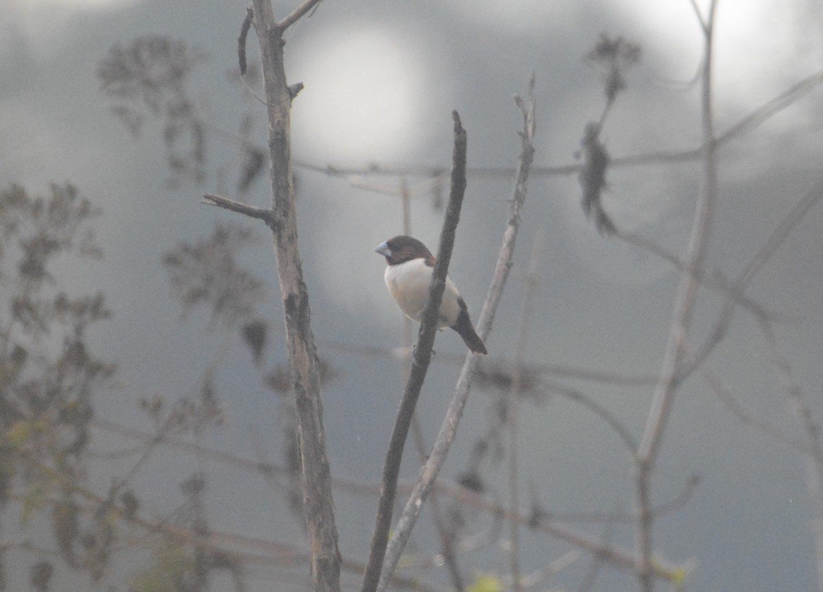 Five-colored Munia - ML110852531