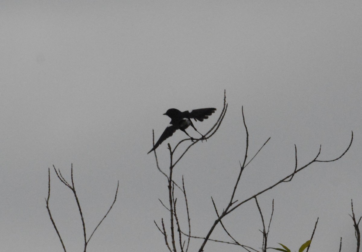 Pied Bushchat - ML110852581