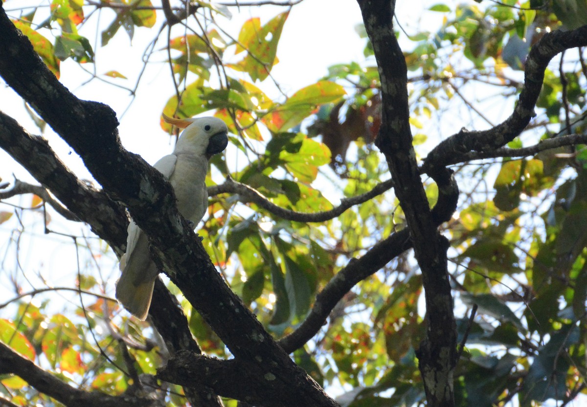 Citron-crested Cockatoo - ML110852631