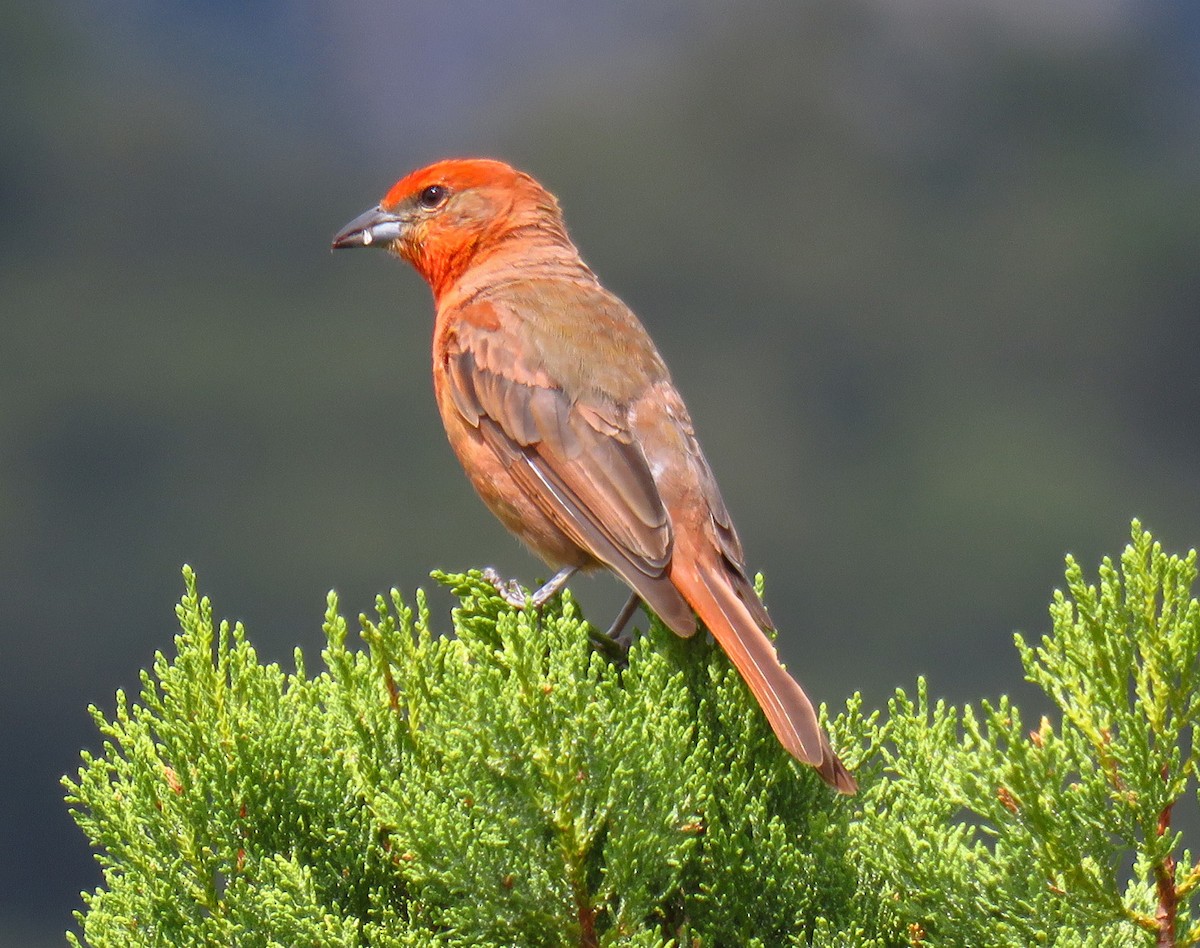 Hepatic Tanager - Cathy Beck