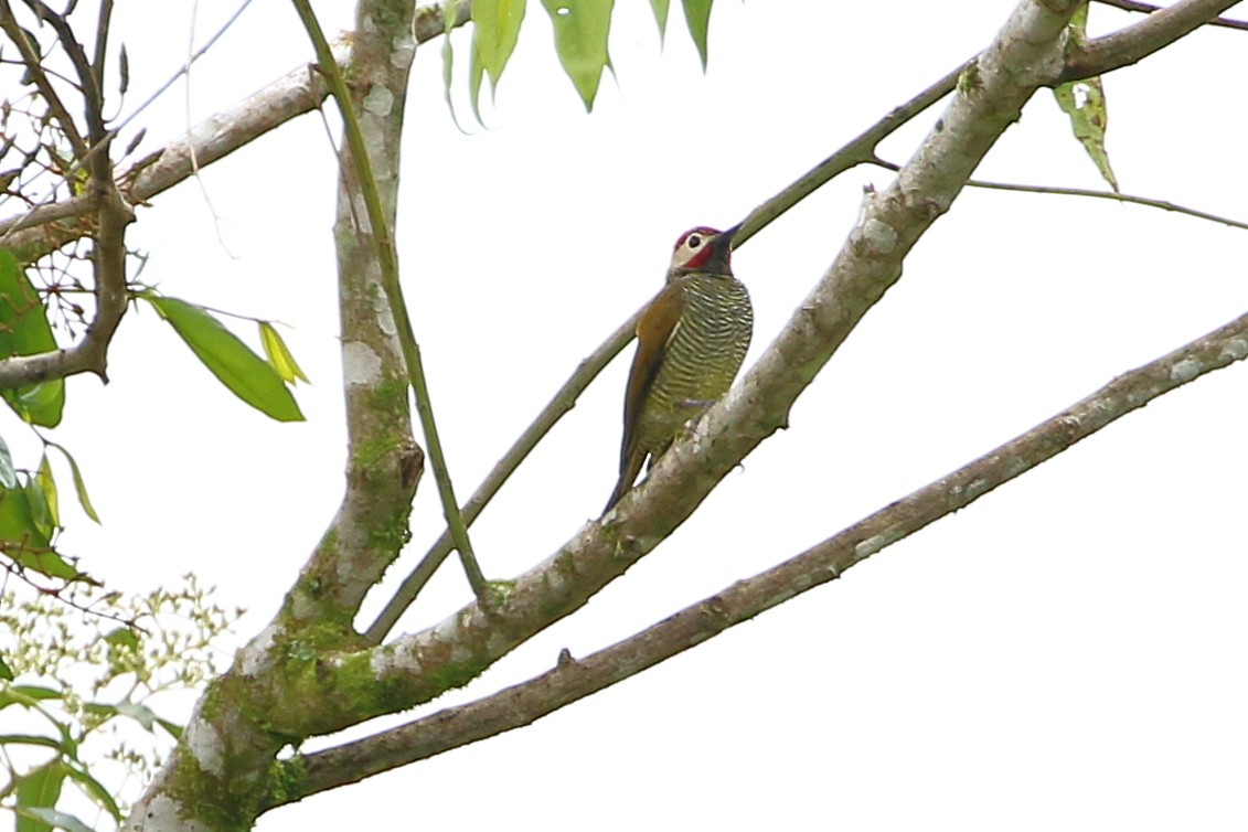 Golden-olive Woodpecker - ML110858221