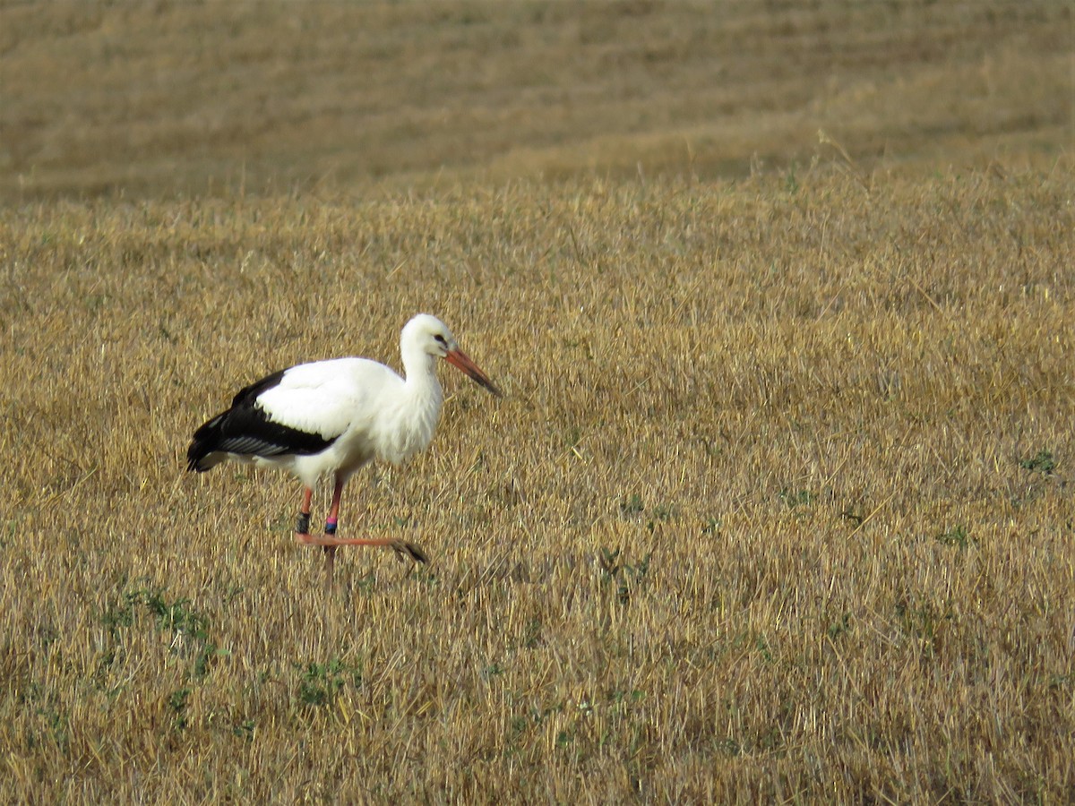 White Stork - Örjan Sjögren