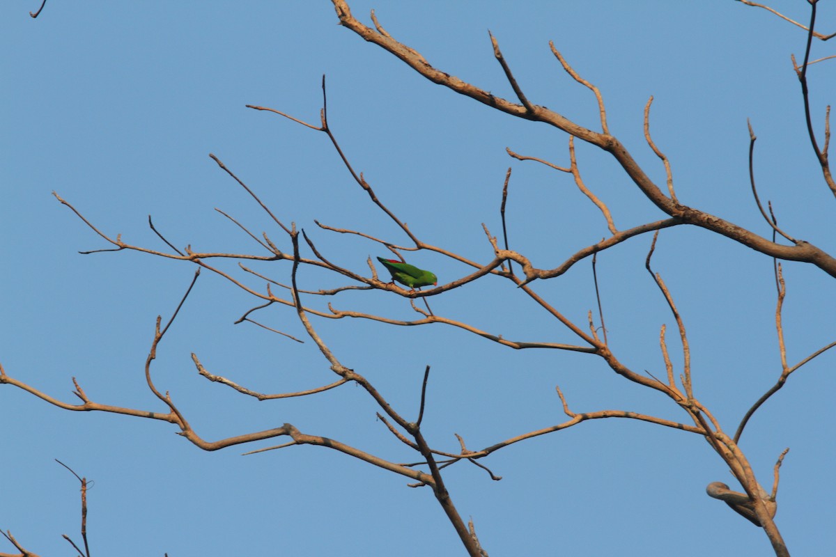 Vernal Hanging-Parrot - ML110861161