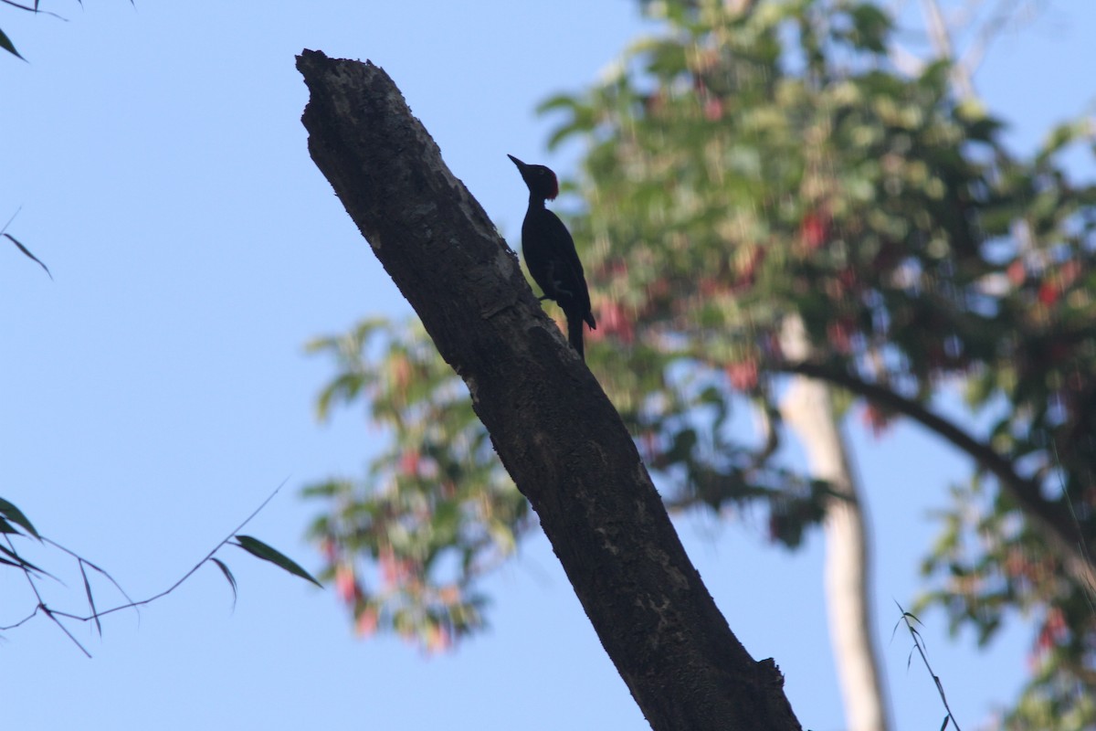 Andaman Woodpecker - ML110861321
