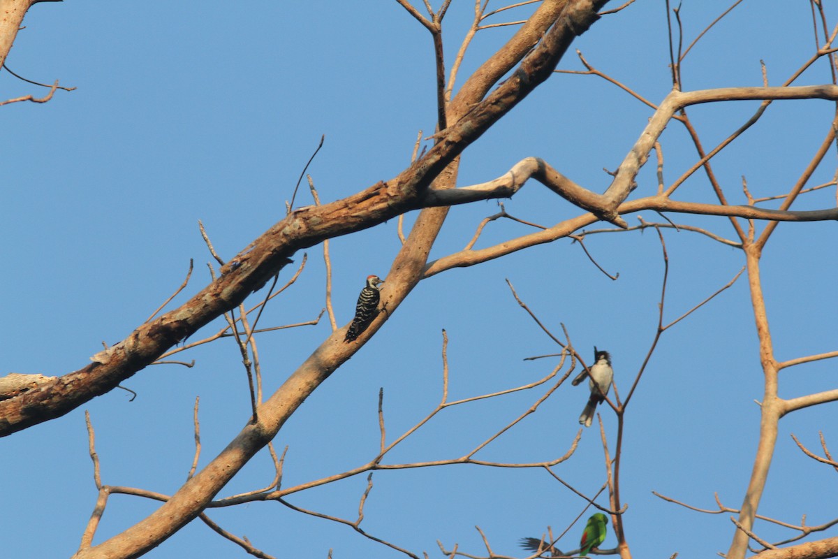 Freckle-breasted Woodpecker - ML110861331