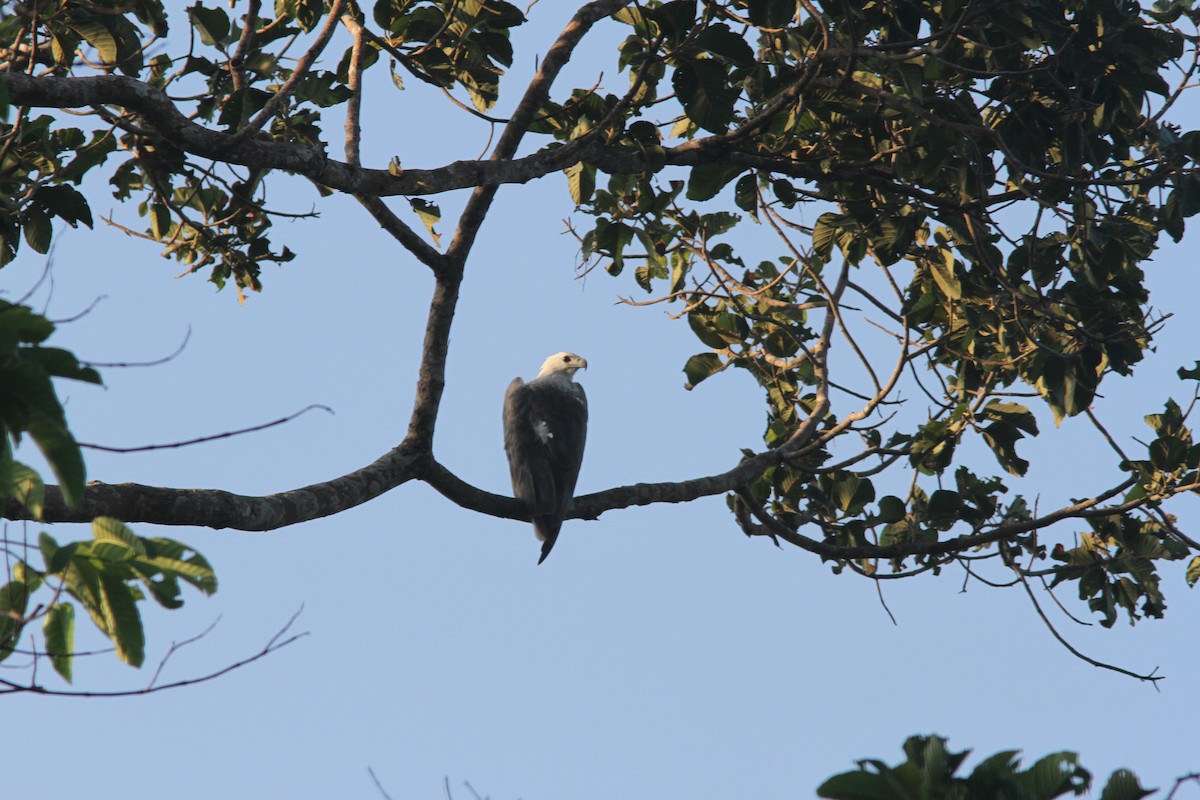 White-bellied Sea-Eagle - ML110861401