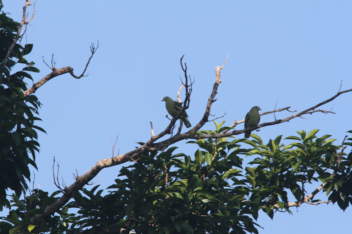 Andaman Green-Pigeon - ML110861431