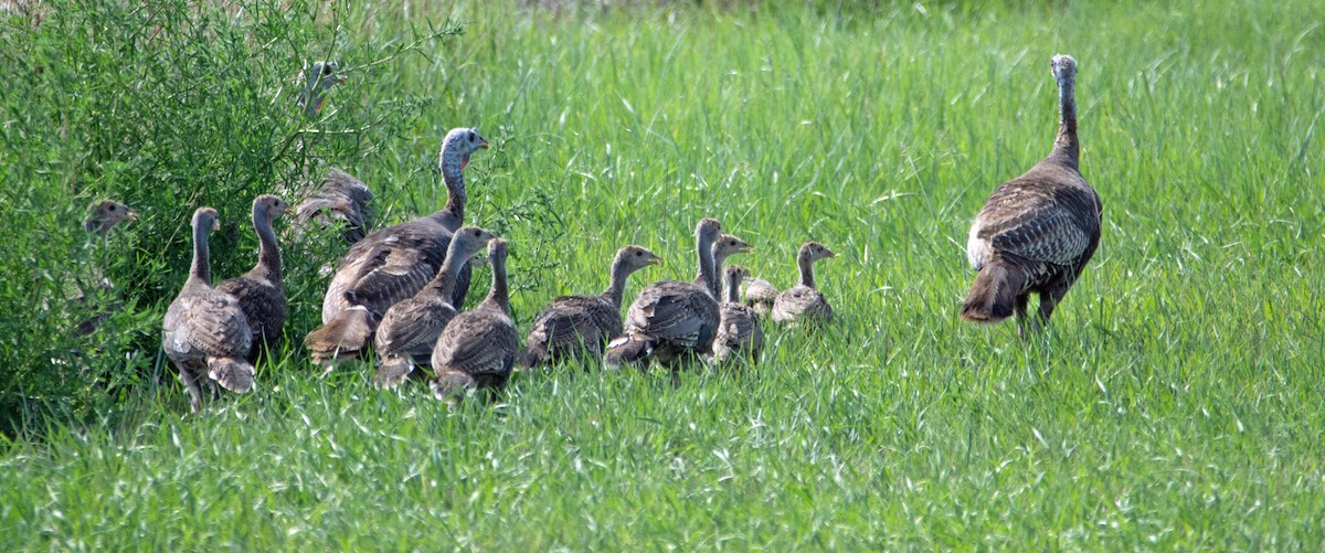 Wild Turkey - Dale Pate