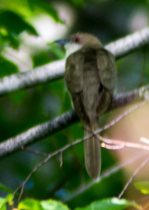 Black-billed Cuckoo - Marc Boisvert