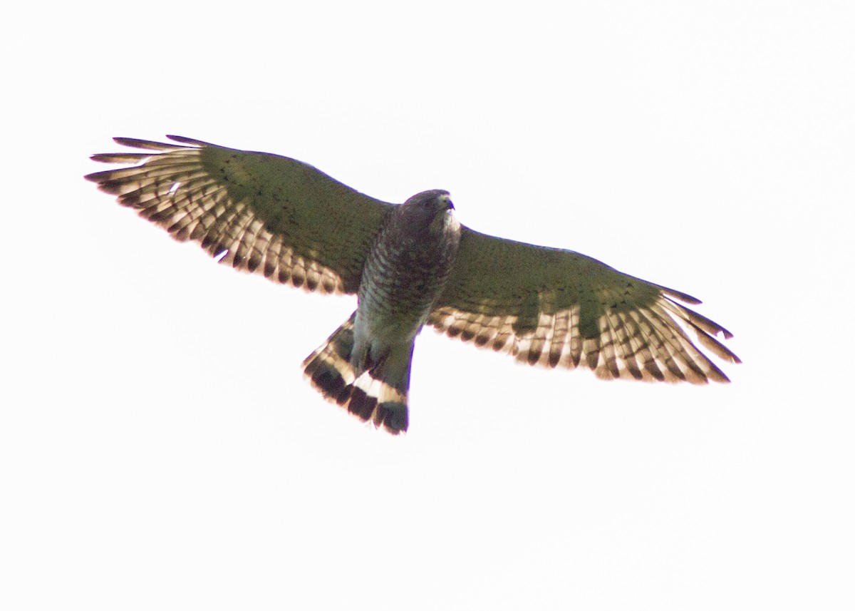 Broad-winged Hawk - ML110863591