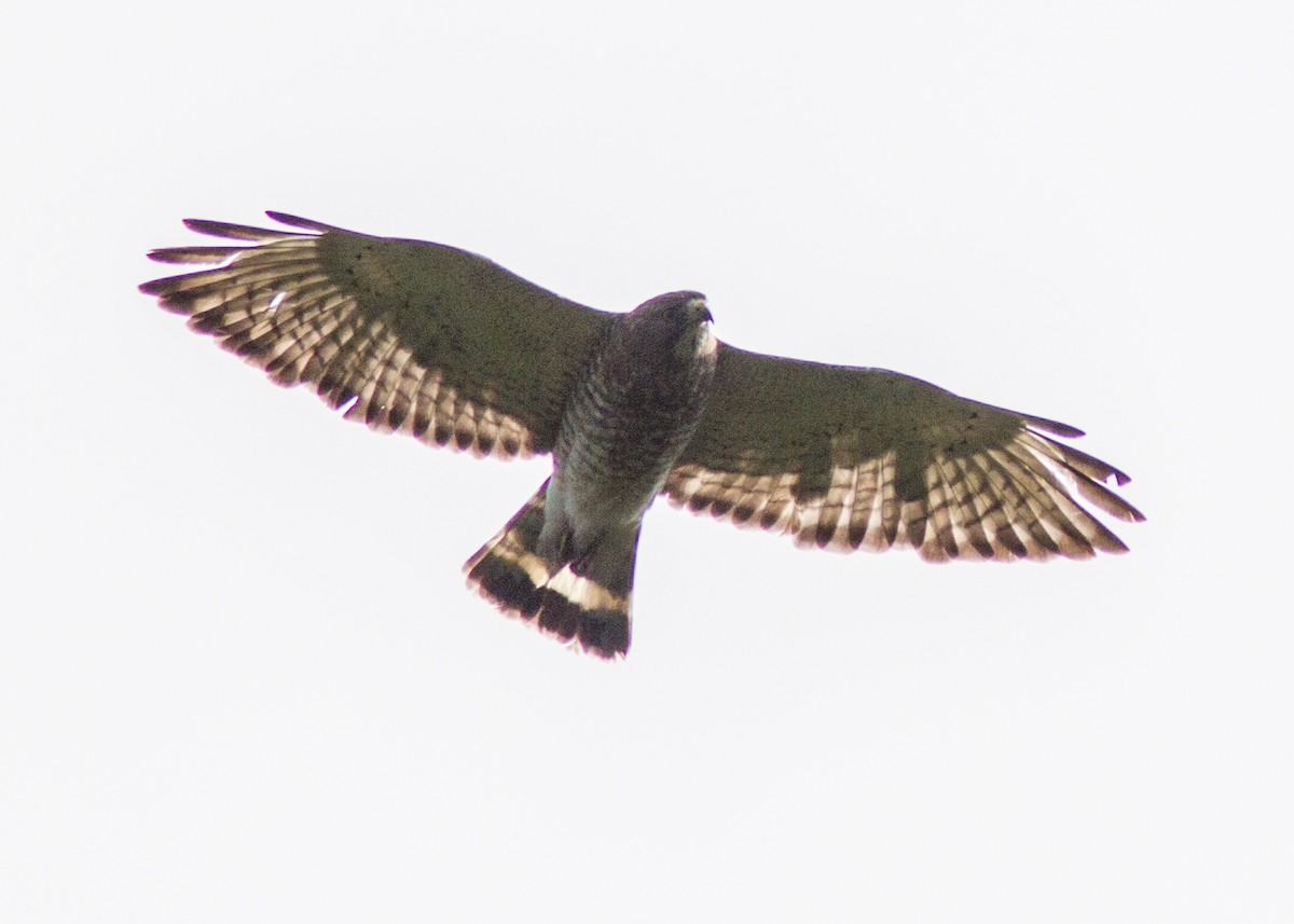 Broad-winged Hawk - ML110863601