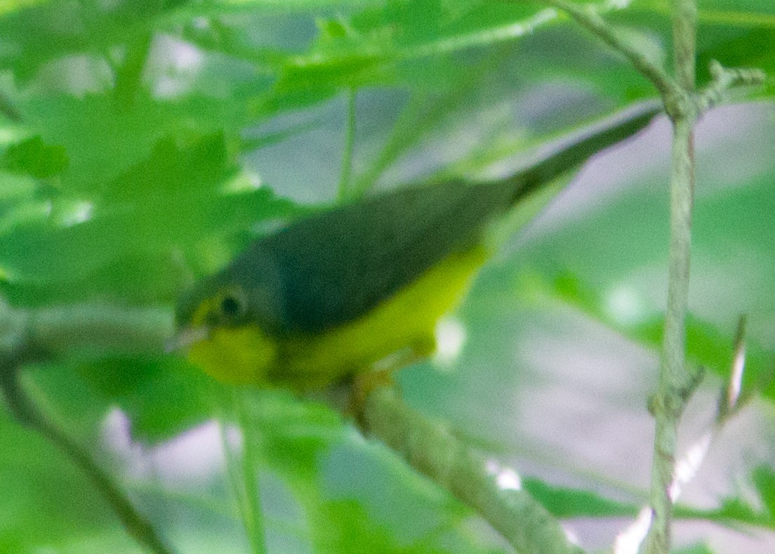 Canada Warbler - ML110863761