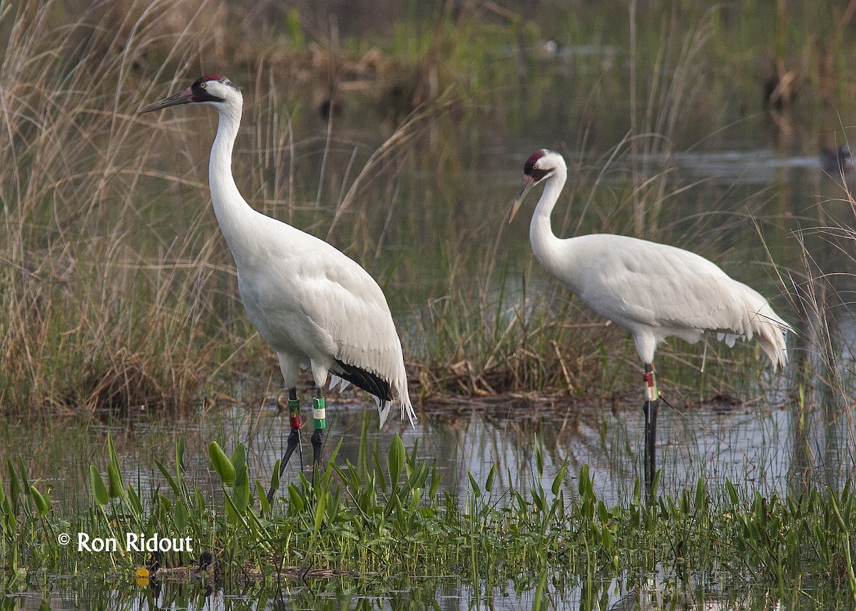 Whooping Crane - ML110863811