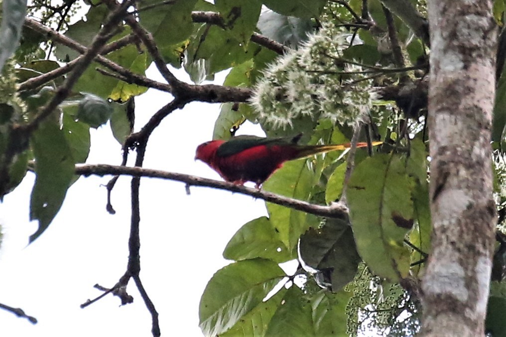 アカオキスジインコ - ML110865681