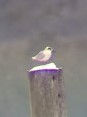 Forster's Tern - ML110866731