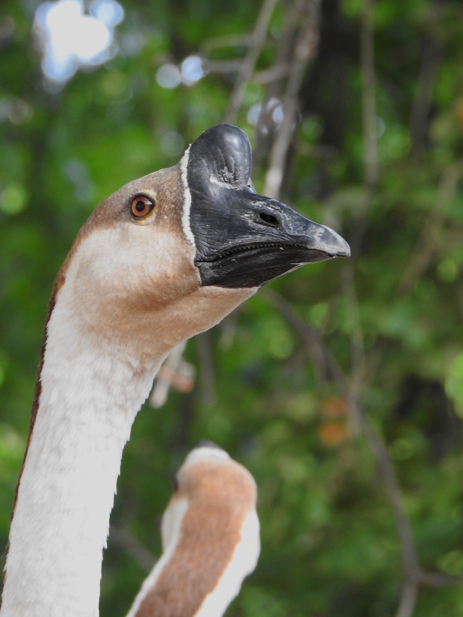 Swan Goose (Domestic type) - ML110867391