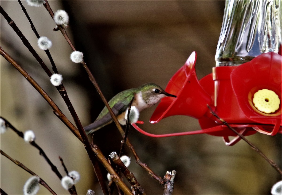 Rufous Hummingbird - Ann Vaughan