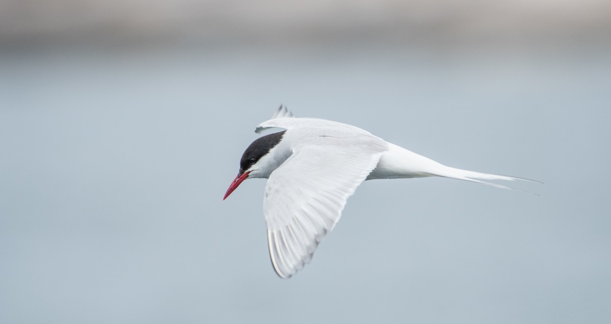 Arctic Tern - ML110867711