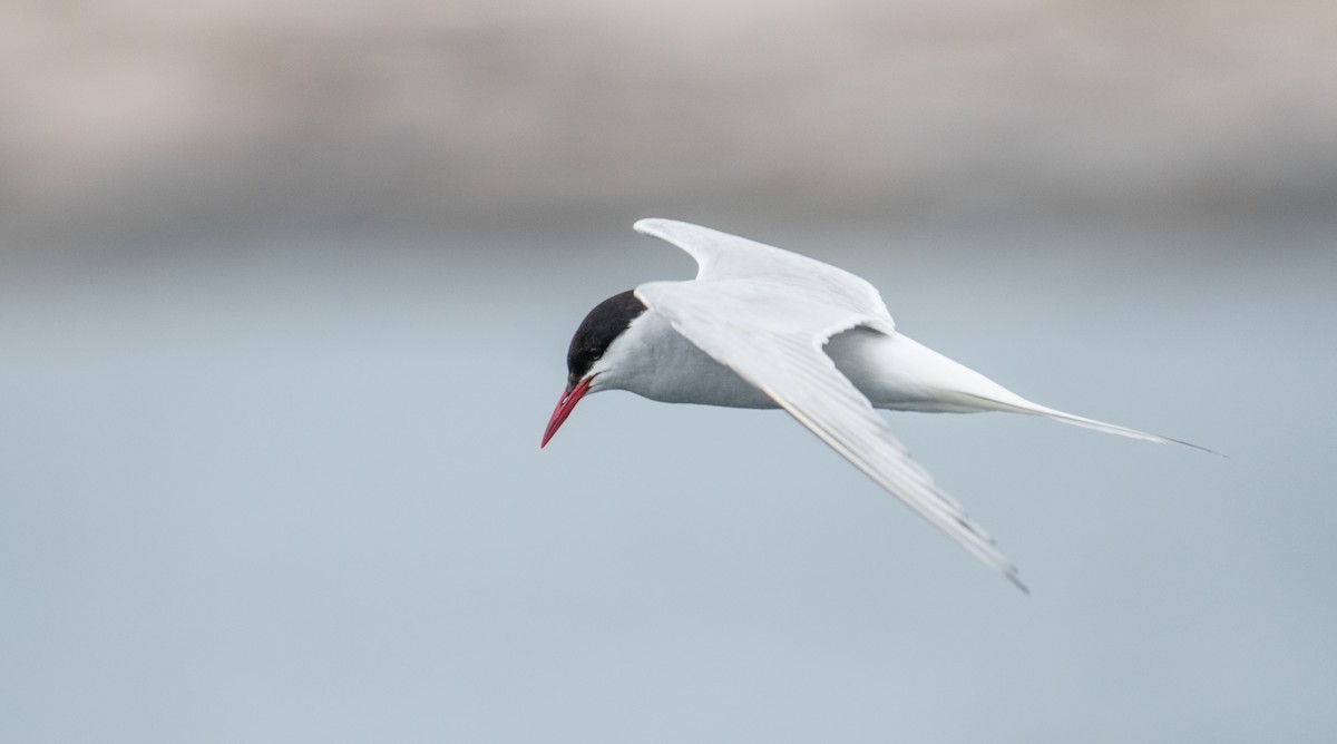 Arctic Tern - ML110867811