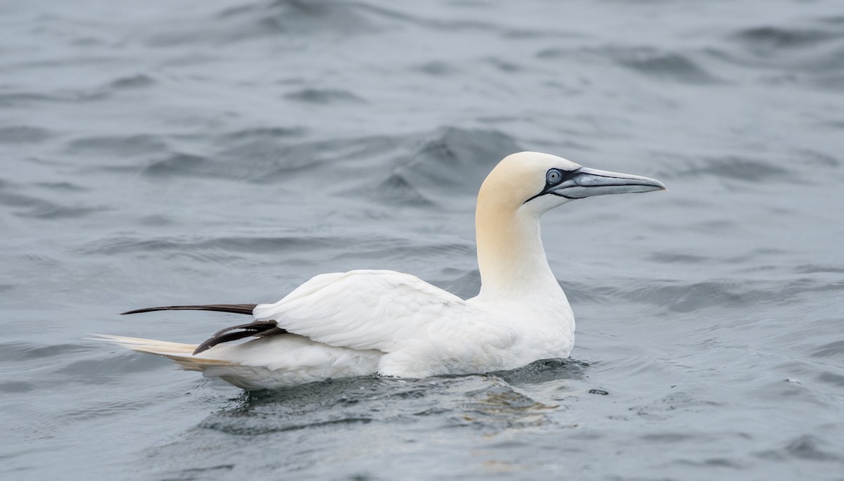 Northern Gannet - ML110867911