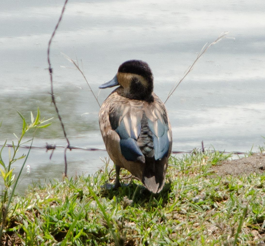 Blue-billed Teal - Simon Carter