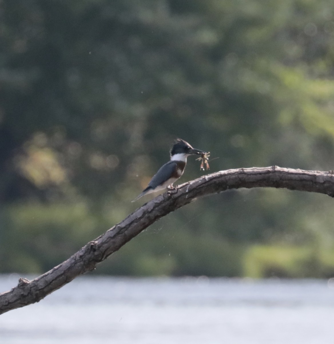 Belted Kingfisher - ML110869781