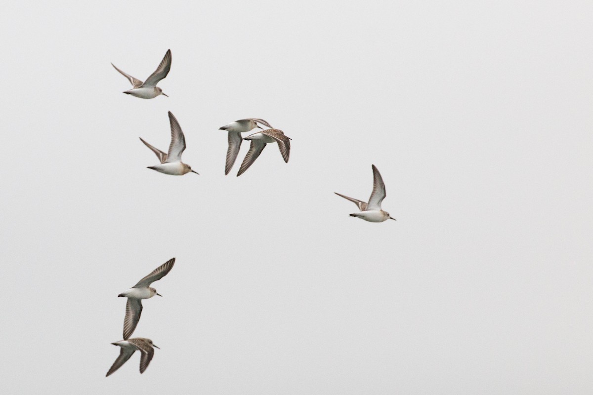 Western Sandpiper - ML110870611