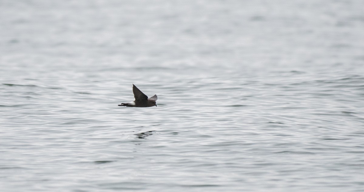 Wilson's Storm-Petrel - ML110870821