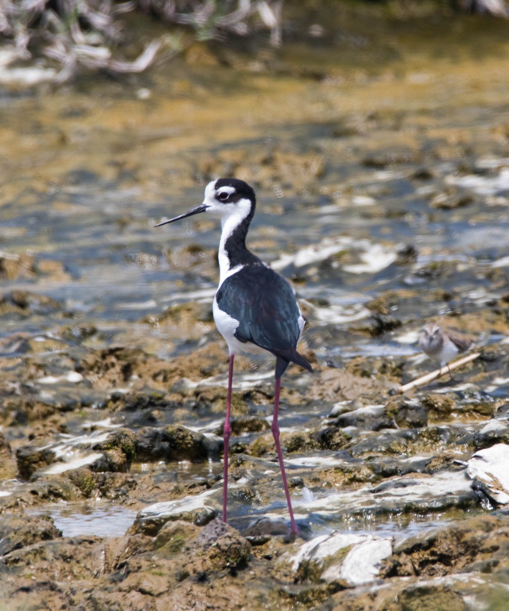 Schwarznacken-Stelzenläufer - ML110872691