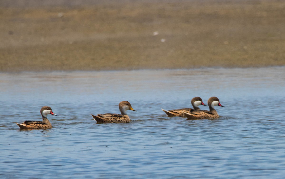 White-cheeked Pintail - Craig Evans