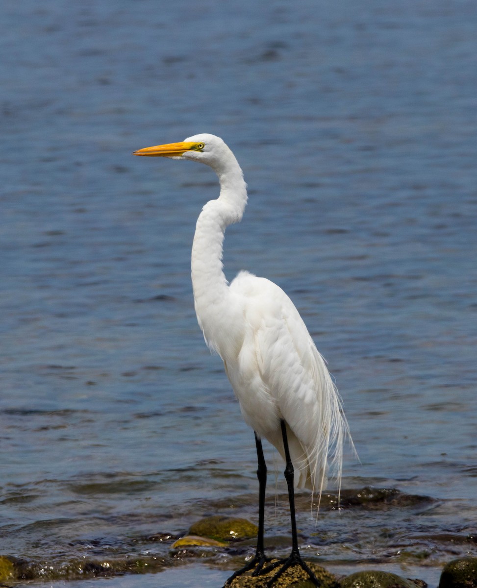 Great Egret - Craig Evans