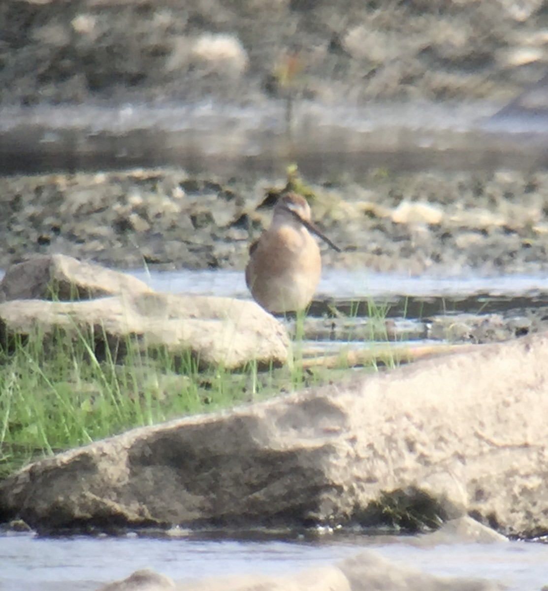 Short-billed Dowitcher - ML110872961