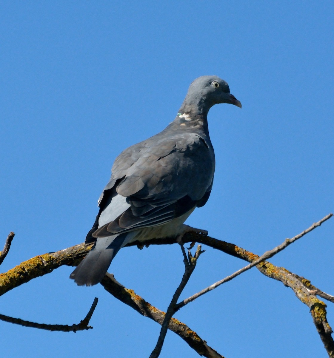 Common Wood-Pigeon - Orlando Jarquín