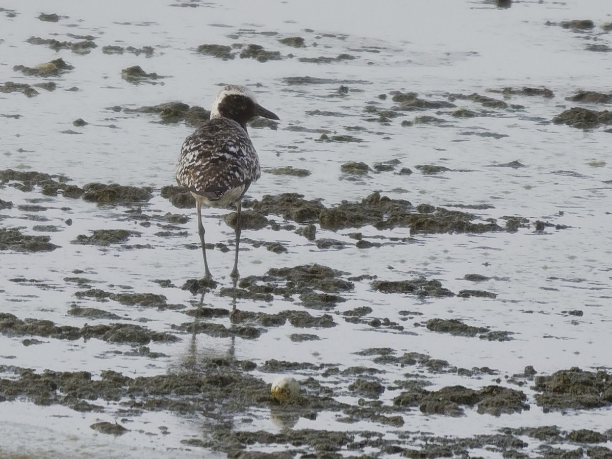 Black-bellied Plover - Dina Perry