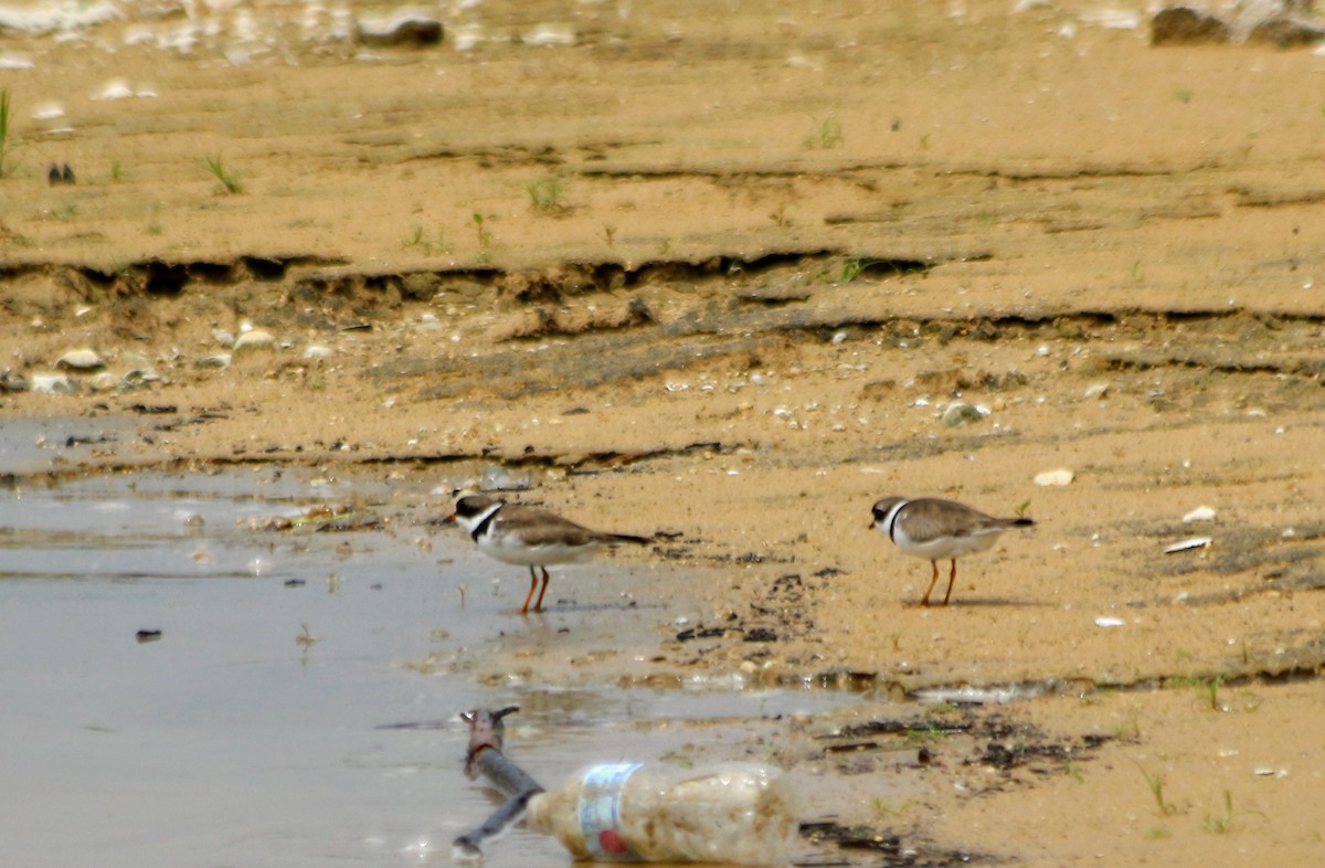 Semipalmated Plover - ML110875691