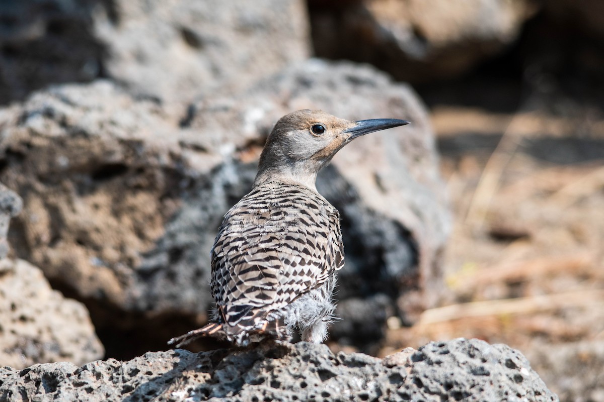 Northern Flicker - Philip Robinson