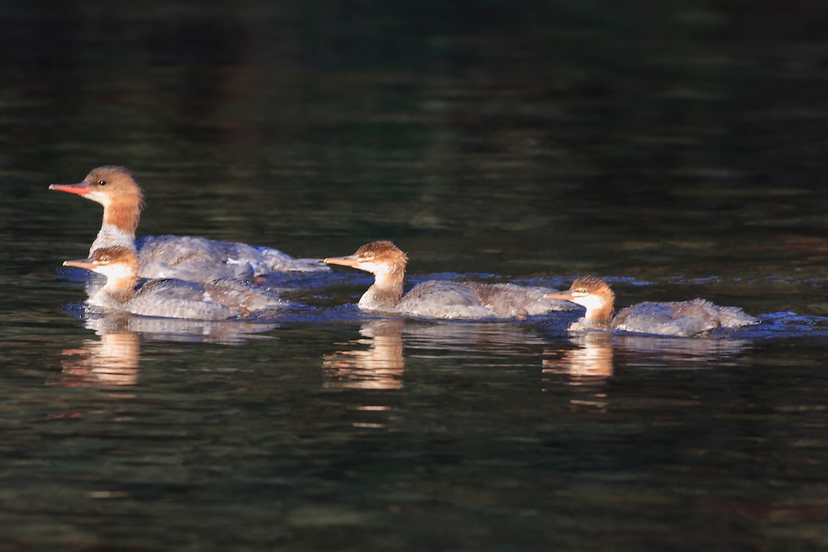 Common Merganser - John Mercer