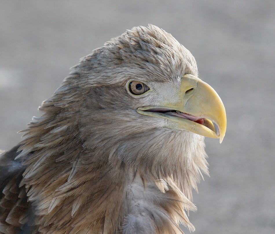 White-tailed Eagle - John Lewis