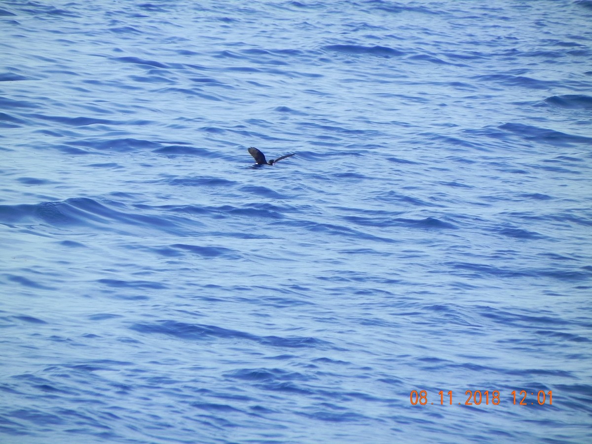 Band-rumped Storm-Petrel - ML110877901