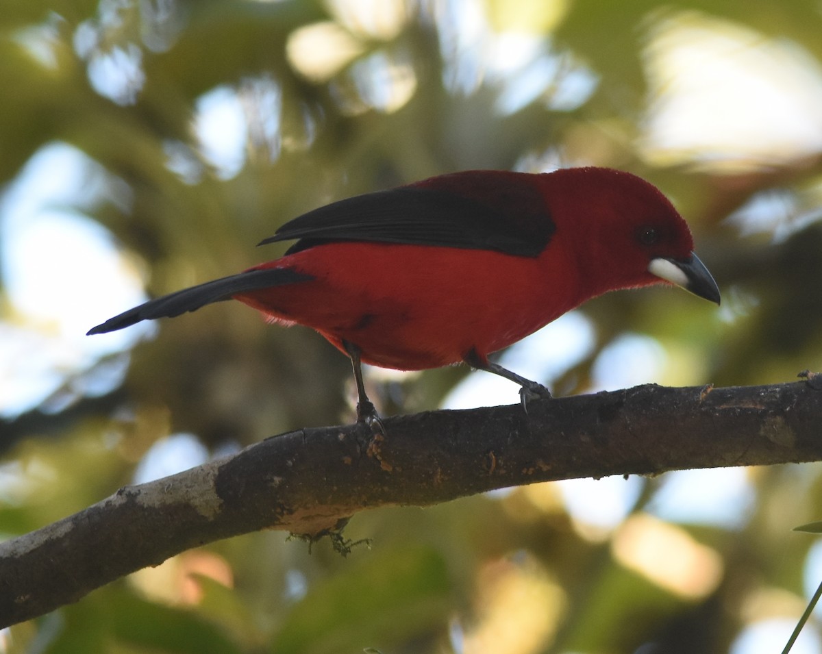 Brazilian Tanager - ML110878091