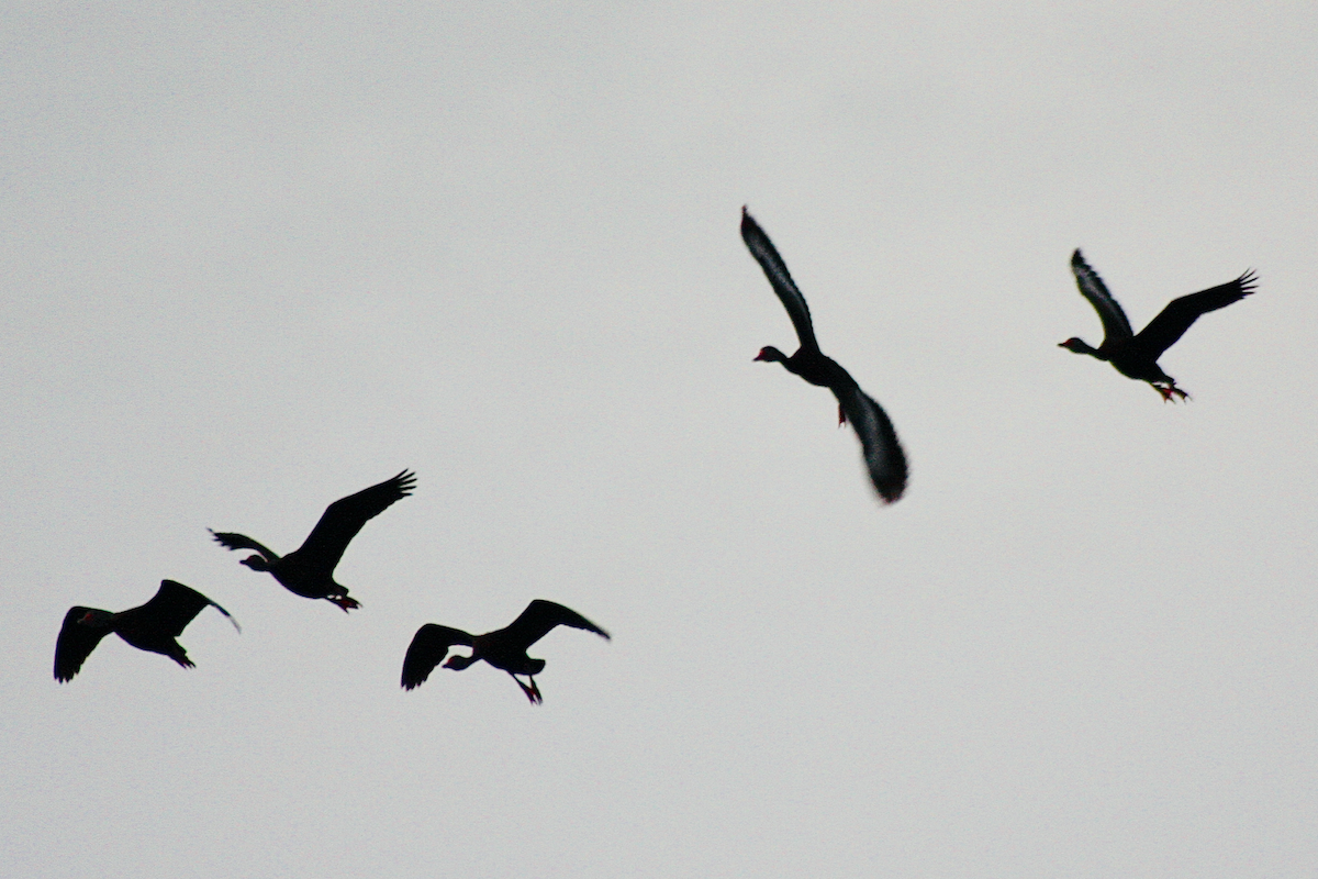 Black-bellied Whistling-Duck - ML110878121