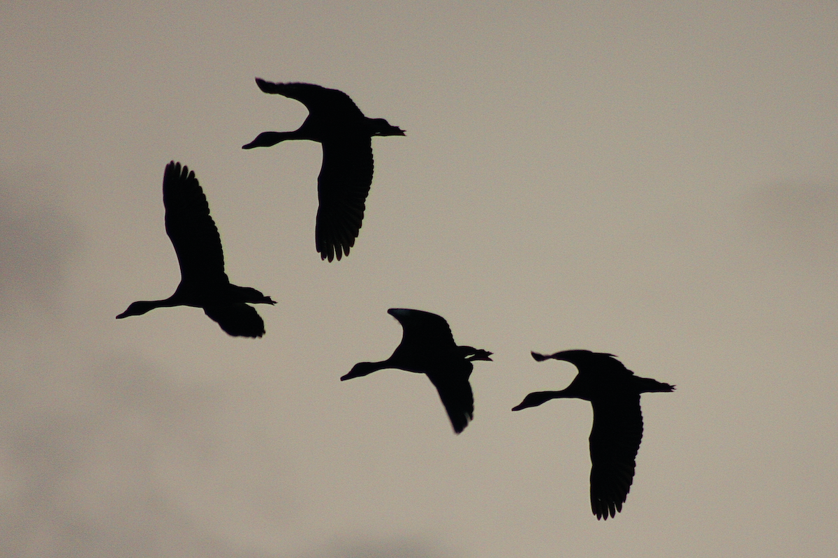 Black-bellied Whistling-Duck - ML110878161