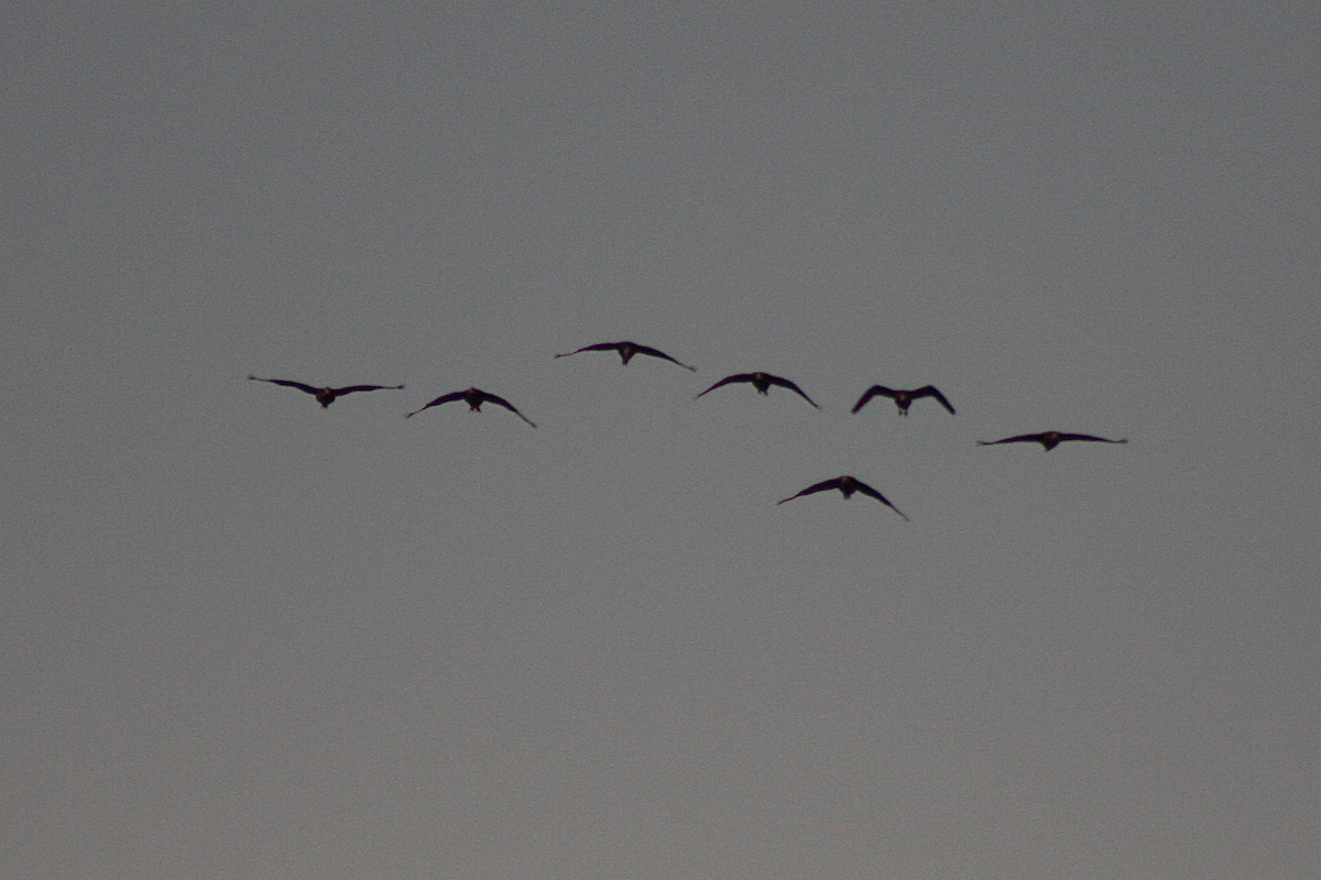 Black-bellied Whistling-Duck - ML110878191