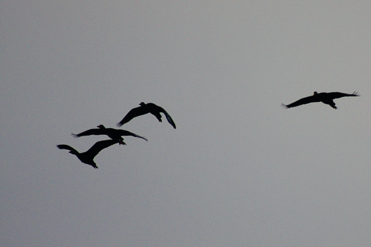 Black-bellied Whistling-Duck - ML110878271