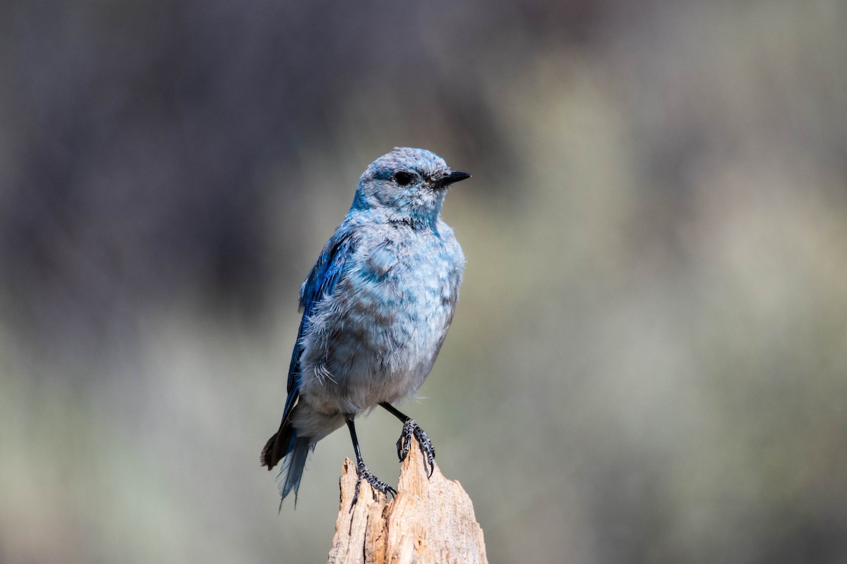 Mountain Bluebird - Philip Robinson