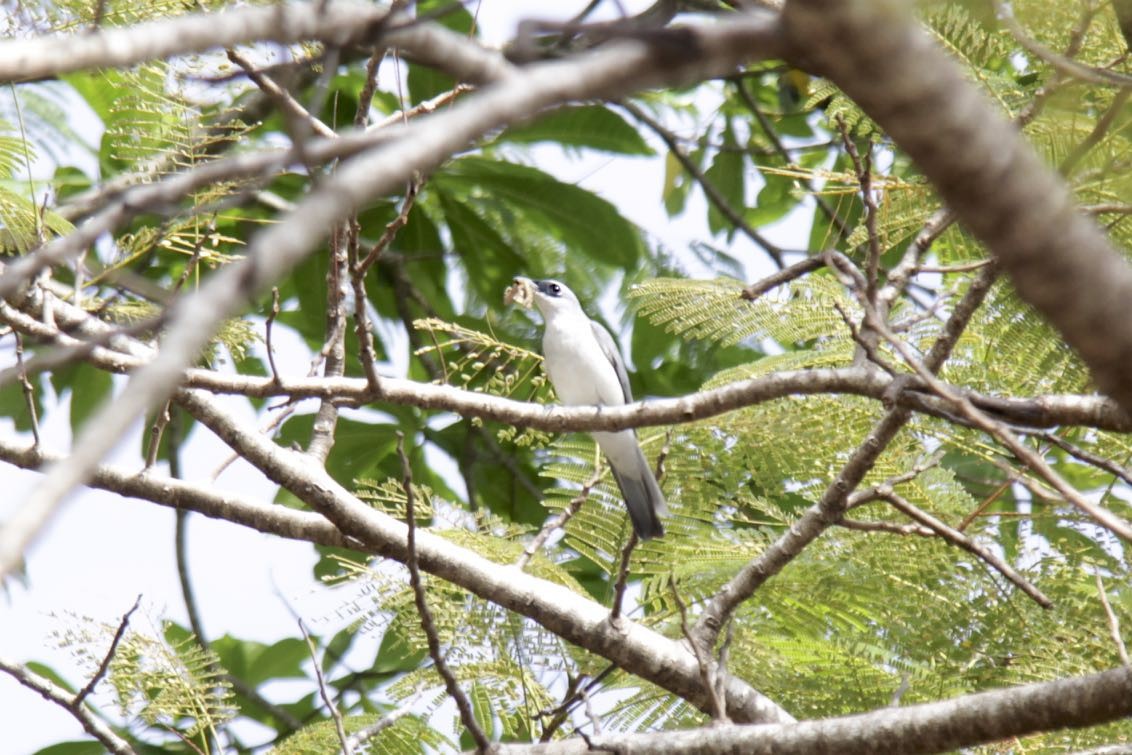 White-bellied Cuckooshrike - ML110878931