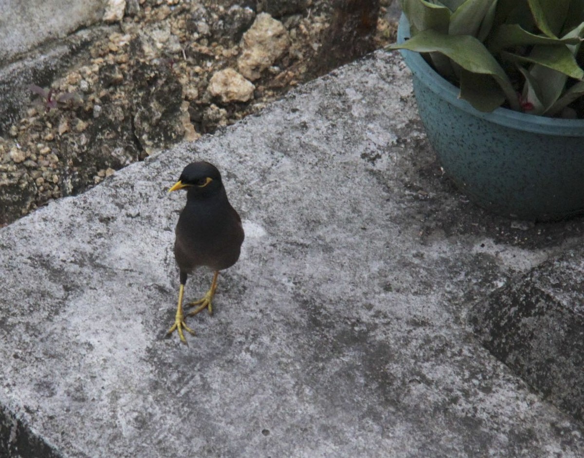 Common Myna - ML110879301