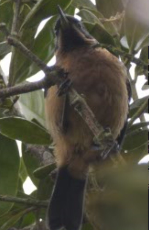 Rusty Flowerpiercer - ML110880241